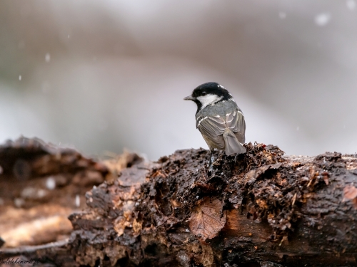 Sosnówka (ang. Coal Tit, łac. Periparus ater) - 6929 - Fotografia Przyrodnicza - WlodekSmardz.pl