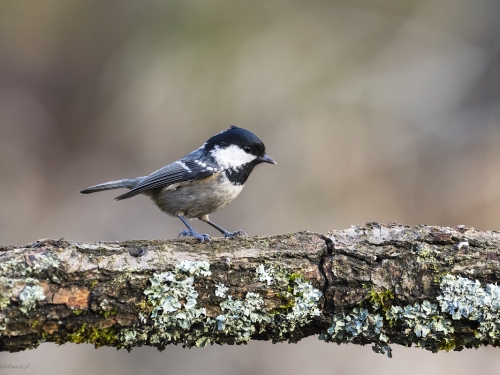 Sosnówka (ang. Coal Tit, łac. Periparus ater) - 5829 - Fotografia Przyrodnicza - WlodekSmardz.pl