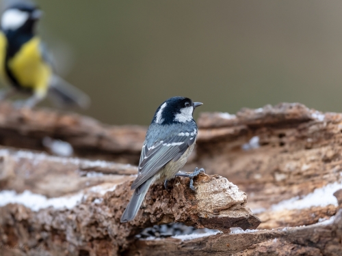 Sosnówka (ang. Coal Tit, łac. Periparus ater) - 7071 - Fotografia Przyrodnicza - WlodekSmardz.pl