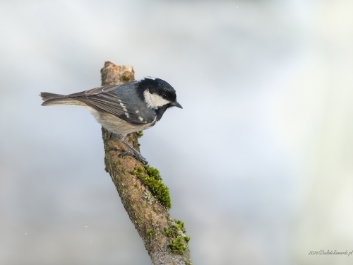 Sosnówka (ang. Coal Tit, łac. Periparus ater) - 3486- Fotografia Przyrodnicza - WlodekSmardz.pl
