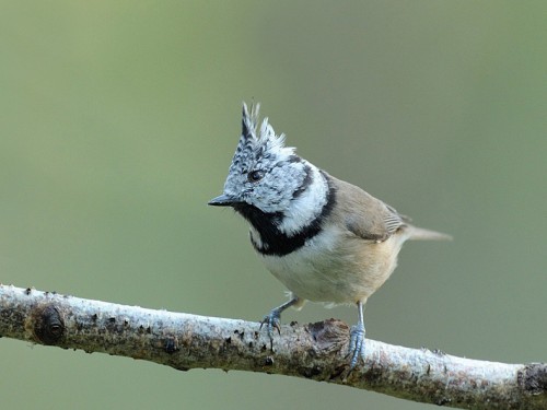 Czubatka (ang. Crested Tit, łac. Lophophanes cristatus) - 0122 - Fotografia Przyrodnicza - WlodekSmardz.pl