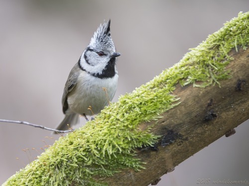 Czubatka (ang. Crested Tit, łac. Lophophanes cristatus) - 1434 - Fotografia Przyrodnicza - WlodekSmardz.pl