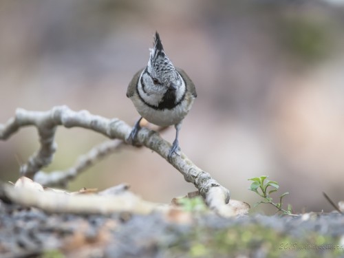 Czubatka (ang. Crested Tit, łac. Lophophanes cristatus) - 1422 - Fotografia Przyrodnicza - WlodekSmardz.pl