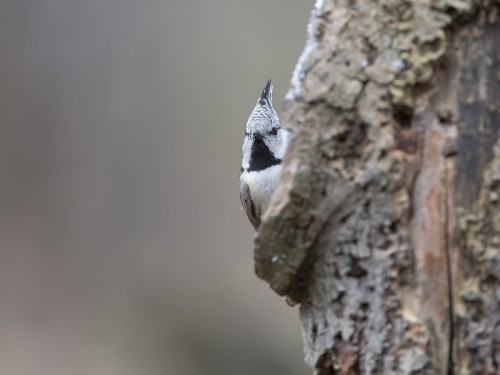 Czubatka (ang. Crested Tit, łac. Lophophanes cristatus) - 1514 - Fotografia Przyrodnicza - WlodekSmardz.pl