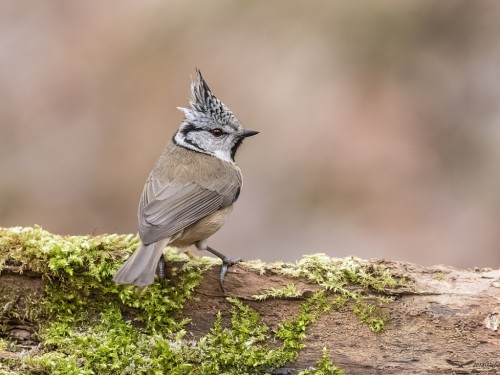 Czubatka (ang. Crested Tit, łac. Lophophanes cristatus) - 2105 - Fotografia Przyrodnicza - WlodekSmardz.pl