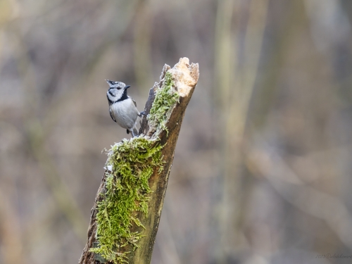 Czubatka (ang. Crested Tit, łac. Lophophanes cristatus) - 6114 - Fotografia Przyrodnicza - WlodekSmardz.pl