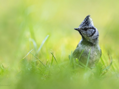 Czubatka (ang. Crested Tit, łac. Lophophanes cristatus) - 4094 - Fotografia Przyrodnicza - WlodekSmardz.pl