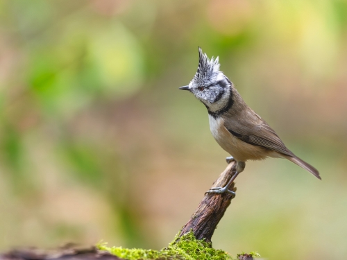 Czubatka (ang. Crested Tit, łac. Lophophanes cristatus) - 8693 - Fotografia Przyrodnicza - WlodekSmardz.pl