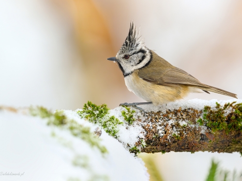 Czubatka (ang. Crested Tit, łac. Lophophanes cristatus) - 0481 - Fotografia Przyrodnicza - WlodekSmardz.pl