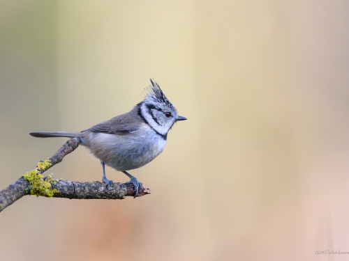 Czubatka (ang. Crested Tit, łac. Lophophanes cristatus) - 3985 - Fotografia Przyrodnicza - WlodekSmardz.pl