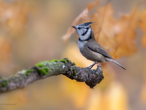 Czubatka (ang. Crested Tit, łac. Lophophanes cristatus) - 2639 - Fotografia Przyrodnicza - WlodekSmardz.pl