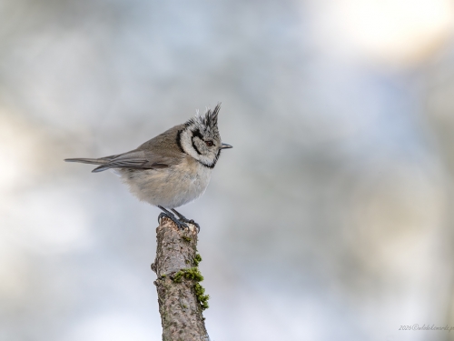 Czubatka- Fotografia Przyrodnicza - WlodekSmardz.pl
