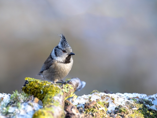 Czubatka- Fotografia Przyrodnicza - WlodekSmardz.pl