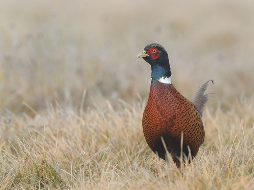 Bażant (ang. Common Pheasant, łac. Phasianus colchicus) - 4033- Fotografia Przyrodnicza - WlodekSmardz.pl