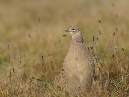 Bażant (ang. Common Pheasant, łac. Phasianus colchicus) - 4057- Fotografia Przyrodnicza - WlodekSmardz.pl