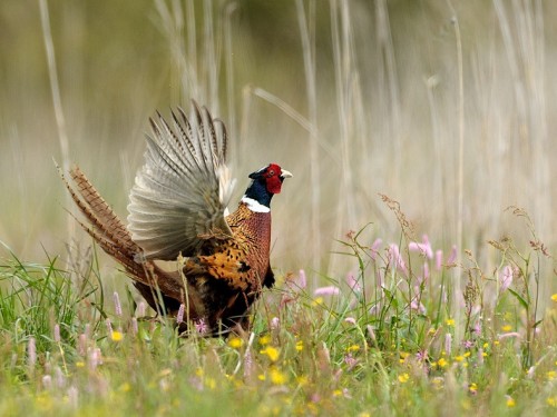 Bażant (ang. Common Pheasant, łac. Phasianus colchicus) - 6925- Fotografia Przyrodnicza - WlodekSmardz.pl