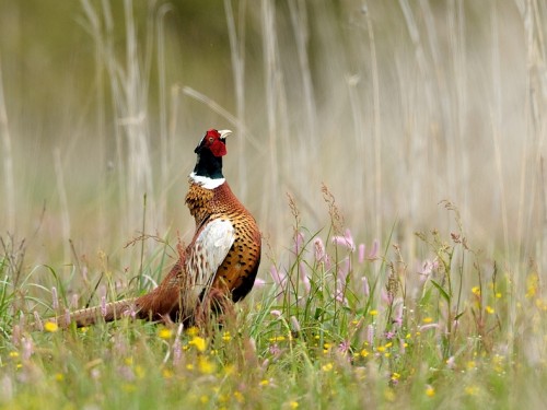 Bażant (ang. Common Pheasant, łac. Phasianus colchicus) - 6919- Fotografia Przyrodnicza - WlodekSmardz.pl