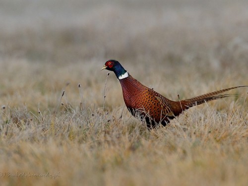 Bażant (ang. Common Pheasant, łac. Phasianus colchicus) - 4028- Fotografia Przyrodnicza - WlodekSmardz.pl