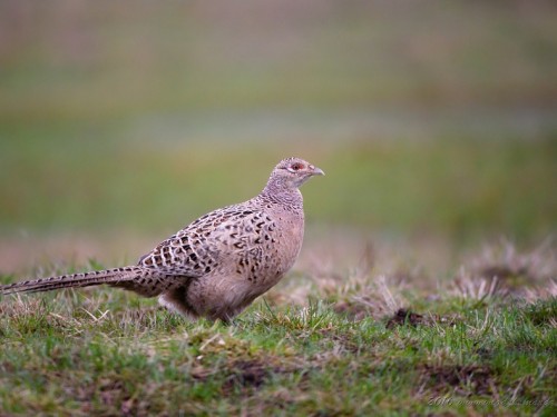 Bażant (ang. Common Pheasant, łac. Phasianus colchicus) - 3827- Fotografia Przyrodnicza - WlodekSmardz.pl