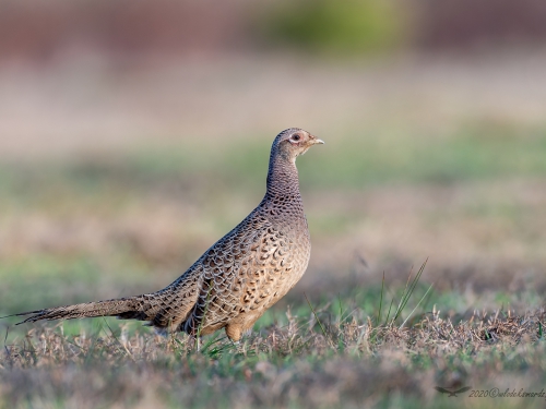 Bażant (ang. Common Pheasant, łac. Phasianus colchicus) - 3047- Fotografia Przyrodnicza - WlodekSmardz.pl