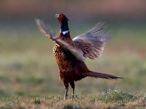 Bażant (ang. Common Pheasant, łac. Phasianus colchicus) - 7193- Fotografia Przyrodnicza - WlodekSmardz.pl