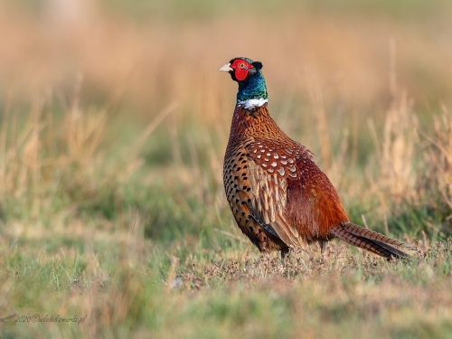 Bażant (ang. Common Pheasant, łac. Phasianus colchicus) - 8086- Fotografia Przyrodnicza - WlodekSmardz.pl