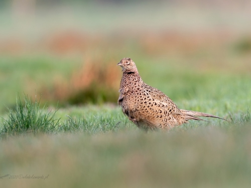 Bażant (ang. Common Pheasant, łac. Phasianus colchicus) - 7344- Fotografia Przyrodnicza - WlodekSmardz.pl