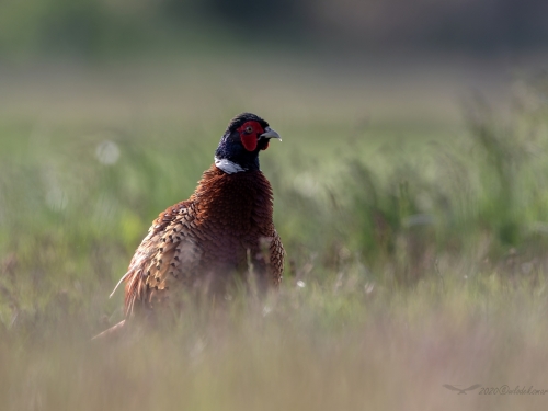 Bażant (ang. Common Pheasant, łac. Phasianus colchicus) - 7905- Fotografia Przyrodnicza - WlodekSmardz.pl