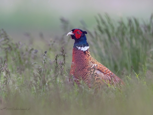 Bażant (ang. Common Pheasant, łac. Phasianus colchicus) - 9566- Fotografia Przyrodnicza - WlodekSmardz.pl