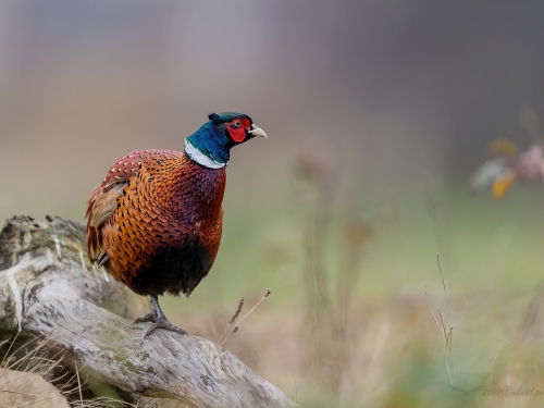 Bażant (ang. Common Pheasant, łac. Phasianus colchicus) - 5024- Fotografia Przyrodnicza - WlodekSmardz.pl