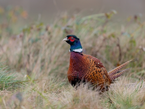 Bażant (ang. Common Pheasant, łac. Phasianus colchicus) - 5047- Fotografia Przyrodnicza - WlodekSmardz.pl