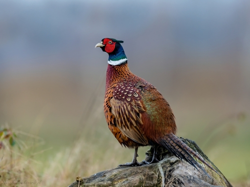 Bażant (ang. Common Pheasant, łac. Phasianus colchicus) - 5193- Fotografia Przyrodnicza - WlodekSmardz.pl