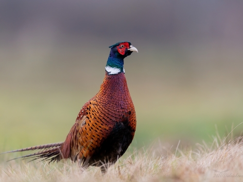 Bażant (ang. Common Pheasant, łac. Phasianus colchicus) - 5176- Fotografia Przyrodnicza - WlodekSmardz.pl