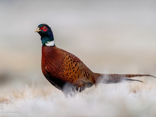 Bażant (ang. Common Pheasant, łac. Phasianus colchicus) - 5830- Fotografia Przyrodnicza - WlodekSmardz.pl