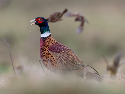 Bażant (ang. Common Pheasant, łac. Phasianus colchicus) - 6669- Fotografia Przyrodnicza - WlodekSmardz.pl