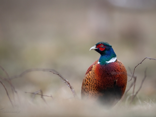 Bażant (ang. Common Pheasant, łac. Phasianus colchicus) - 7928- Fotografia Przyrodnicza - WlodekSmardz.pl