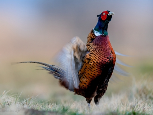 Bażant (ang. Common Pheasant, łac. Phasianus colchicus) - 8083- Fotografia Przyrodnicza - WlodekSmardz.pl