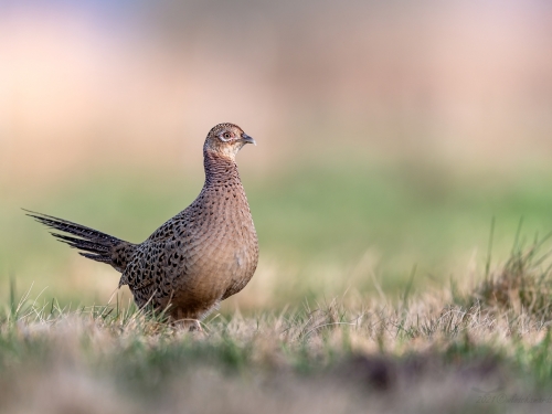 Bażant (ang. Common Pheasant, łac. Phasianus colchicus) - 8242- Fotografia Przyrodnicza - WlodekSmardz.pl