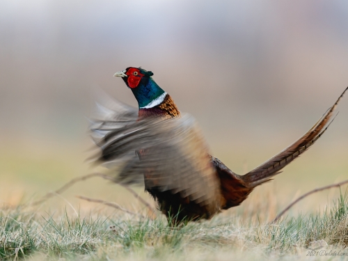 Bażant (ang. Common Pheasant, łac. Phasianus colchicus) - 8171- Fotografia Przyrodnicza - WlodekSmardz.pl