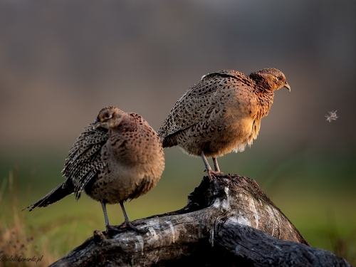 Bażant (ang. Common Pheasant, łac. Phasianus colchicus) - 8559- Fotografia Przyrodnicza - WlodekSmardz.pl