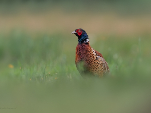 Bażant (ang. Common Pheasant, łac. Phasianus colchicus) - 4015- Fotografia Przyrodnicza - WlodekSmardz.pl