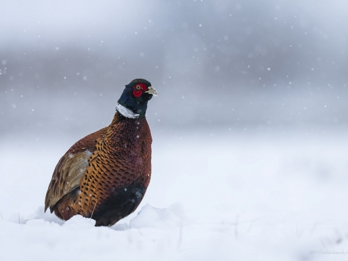 Bażant (ang. Common Pheasant, łac. Phasianus colchicus) - 7095- Fotografia Przyrodnicza - WlodekSmardz.pl