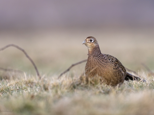 Bażant (ang. Common Pheasant, łac. Phasianus colchicus) - 9221- Fotografia Przyrodnicza - WlodekSmardz.pl