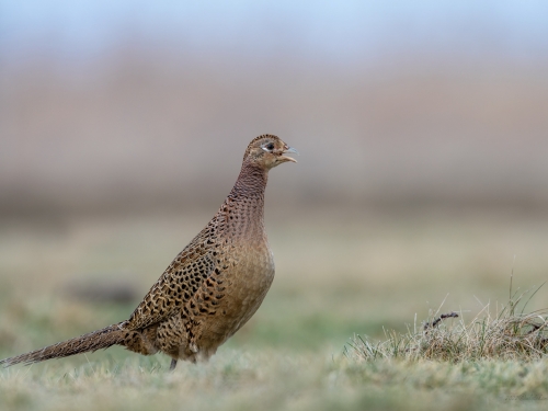 Bażant (ang. Common Pheasant, łac. Phasianus colchicus) - 9391- Fotografia Przyrodnicza - WlodekSmardz.pl