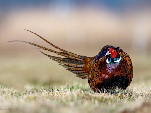 Bażant (ang. Common Pheasant, łac. Phasianus colchicus) - 1019- Fotografia Przyrodnicza - WlodekSmardz.pl