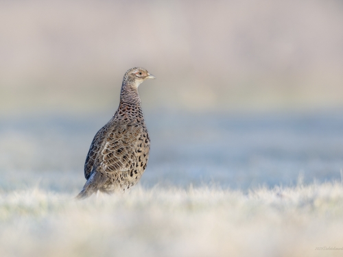 Bażant (ang. Common Pheasant, łac. Phasianus colchicus) - 3440- Fotografia Przyrodnicza - WlodekSmardz.pl