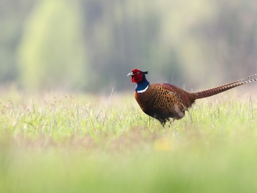 Bażant (ang. Common Pheasant, łac. Phasianus colchicus) - 6770- Fotografia Przyrodnicza - WlodekSmardz.pl