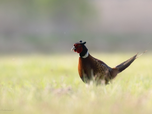 Bażant (ang. Common Pheasant, łac. Phasianus colchicus) - 8440- Fotografia Przyrodnicza - WlodekSmardz.pl