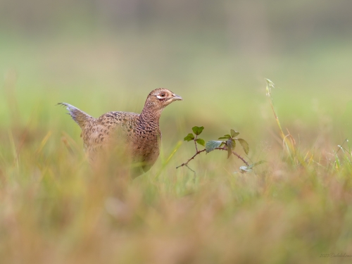 Bażant (ang. Common Pheasant, łac. Phasianus colchicus) - 9830- Fotografia Przyrodnicza - WlodekSmardz.pl