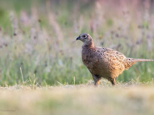 Bażant (ang. Common Pheasant, łac. Phasianus colchicus) - 2146- Fotografia Przyrodnicza - WlodekSmardz.pl